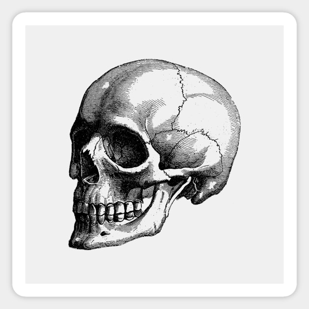 Human Skull - Vintage Anatomy Sticker by Vintage Anatomy Prints